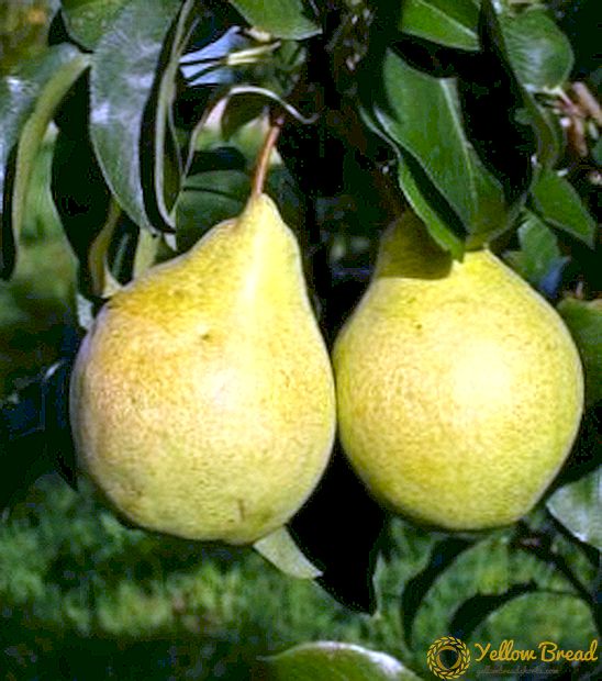 Pear Just Maria