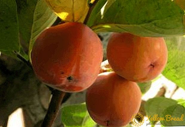 クリミアの柿：植え付けとケア
