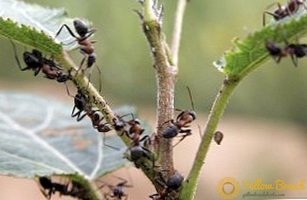 Formigas no invernadoiro: unha descrición das pragas e como se librar deles