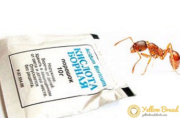 Tillämpning i landet borsyra: hur man blir av med myror i trädgården