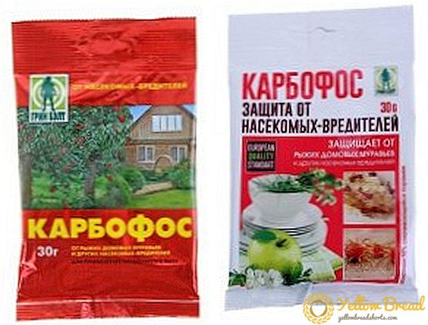 Karbofos: mga tagubilin para sa paggamit sa hardin