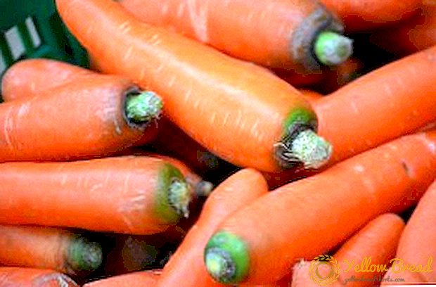 Các phương pháp hiệu quả chống lại một củ cà rốt bay trong vườn