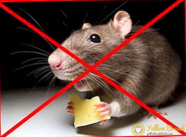 Näriliste tõrjevahendite kasutamine rottide, hiirte ja teiste näriliste hävitamiseks
