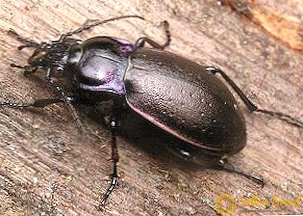 ガーデンの甲虫：昆虫の説明、甲虫が見つかったときの処置