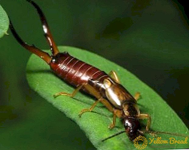 How to deal with the earwig in the garden, at home and in the garden