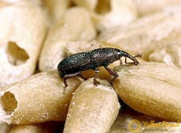 Làm thế nào để đối phó với barn weevil
