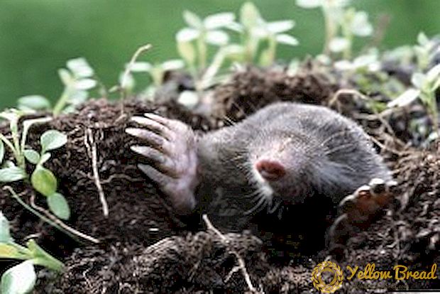 Bagaimana cara menghadapi tikus tanah di pondok musim panas mereka