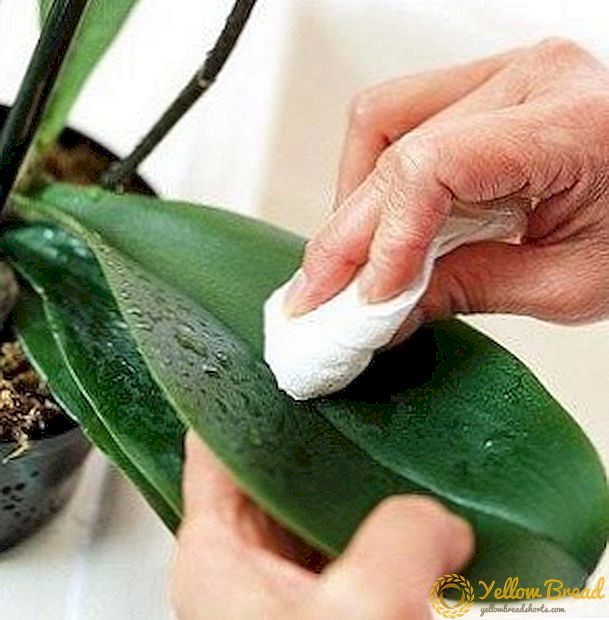Како да се справи со штетници на орхидеи