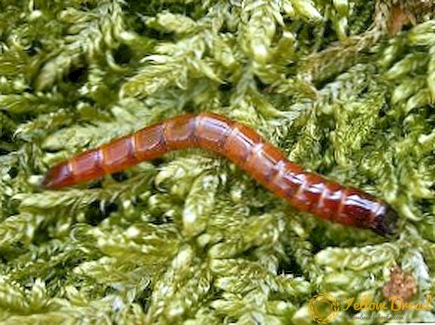 Hvordan håndtere wireworm: betyr kamp og narkotika