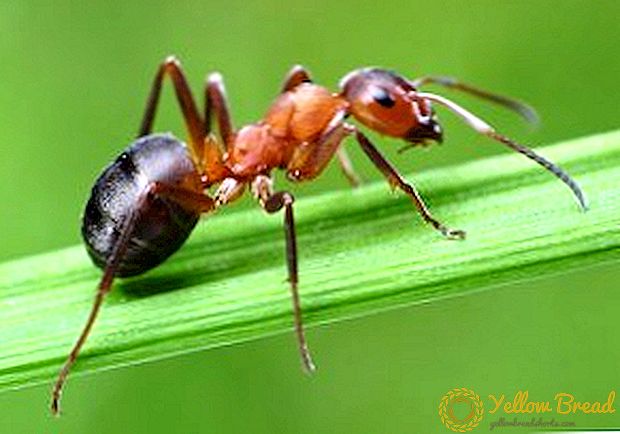 Hvordan slippe af med myrer i haven og haven folkemedicin retsmidler