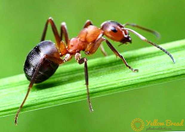 Kako se riješiti mrava, uputstva za borbu protiv štetočina s amonijakom