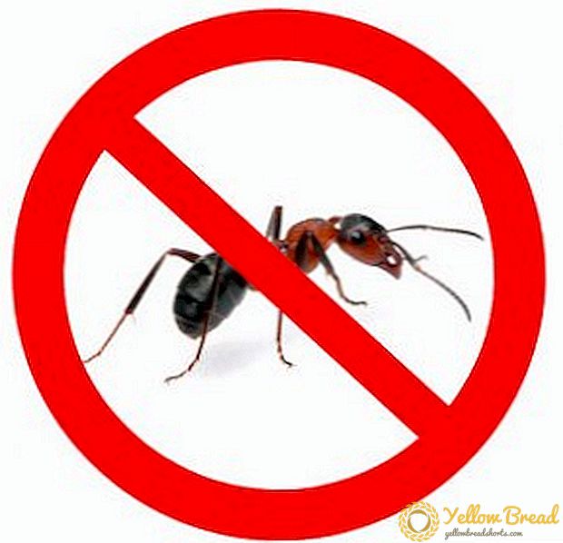 نحوه خلاص شدن از شر مورچه ها در سایت
