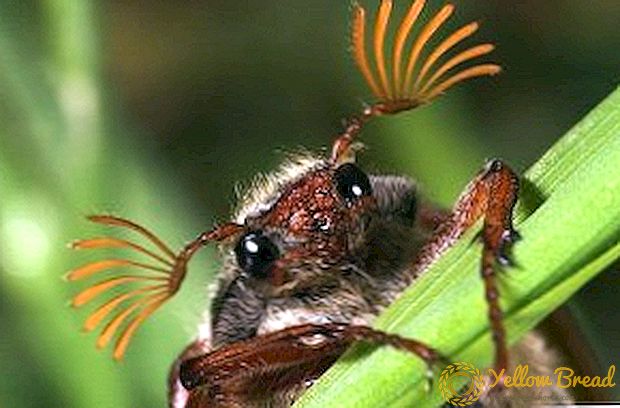 Како да се ослободите од May Beetle