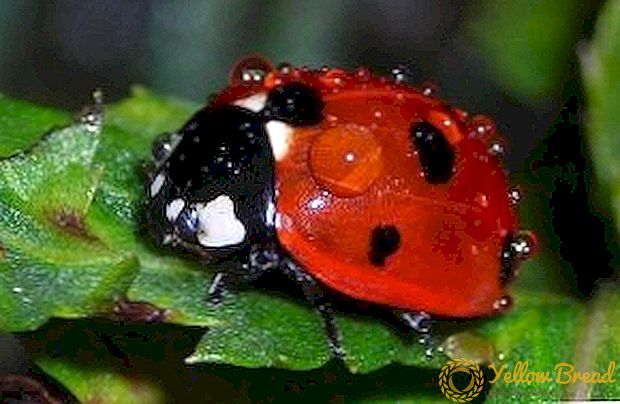 Bog'da ladybug: foyda yoki zarar?