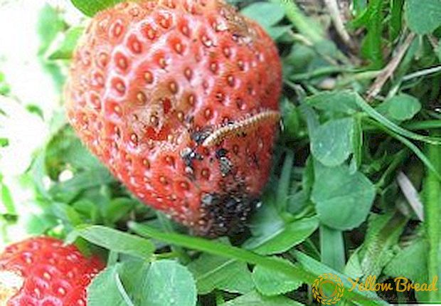 Midler og måder at bekæmpe jordbær skadedyr på