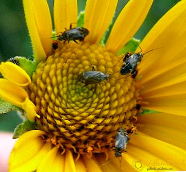Sunflower pests: description, photo, methods of struggle