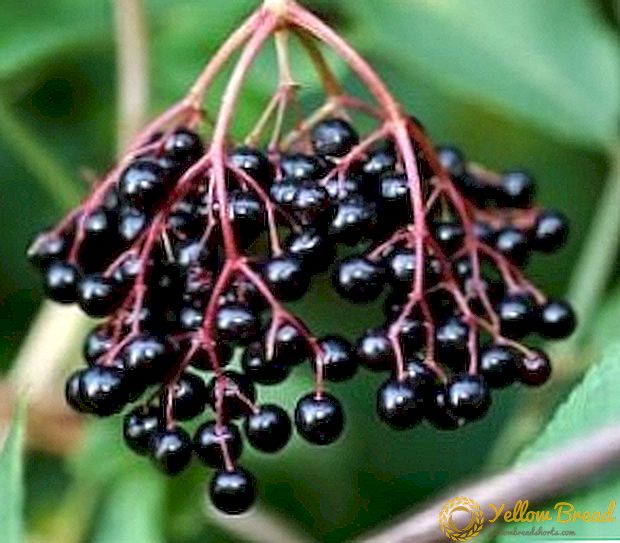 Menanam dan merawat elderberry hitam