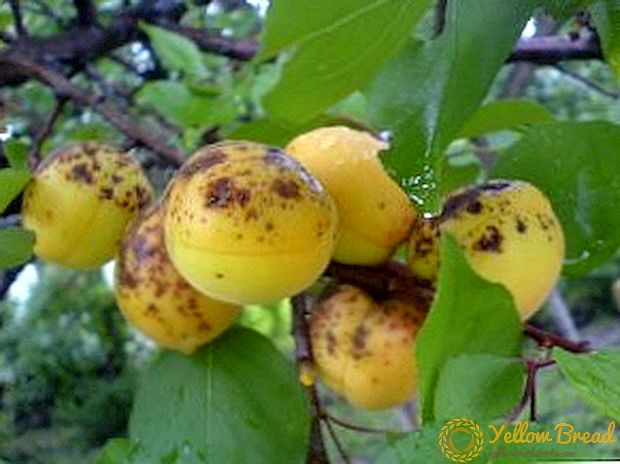 Proven methods of pest control apricot