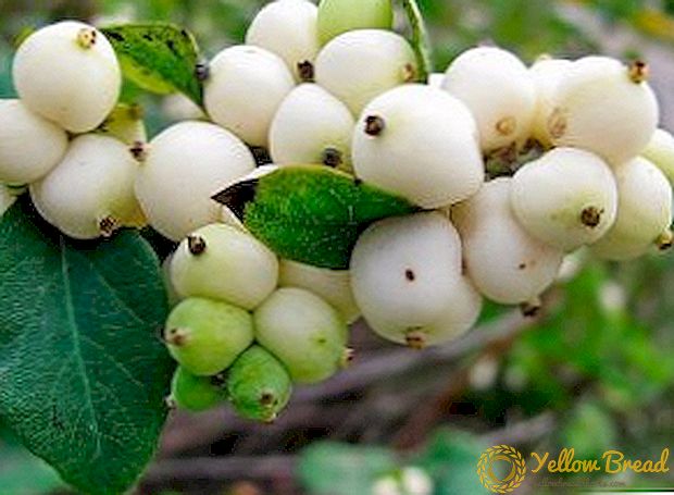 Secrets of planting and care for snowberry