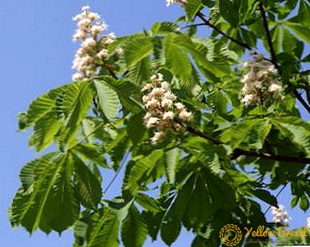 Chestnut tree: mga tuntunin ng planting at pag-aalaga