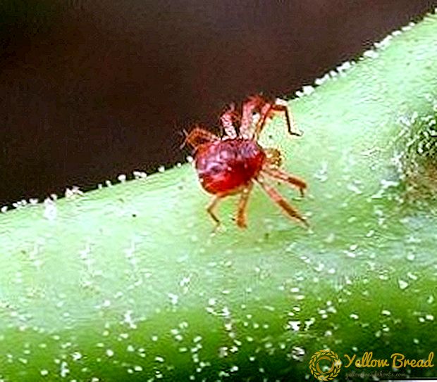 Uri ng spider mites na may paglalarawan at mga larawan