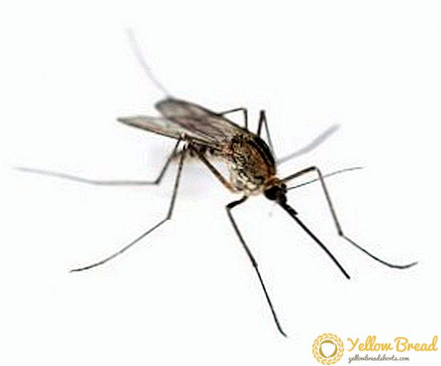Yaz aylığımızdakı sivrisineklerle mübarizə aparırıq