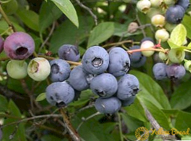Ano ang mga peste ng blueberry