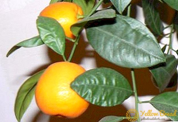 Hva er skadedyrene av mandariner