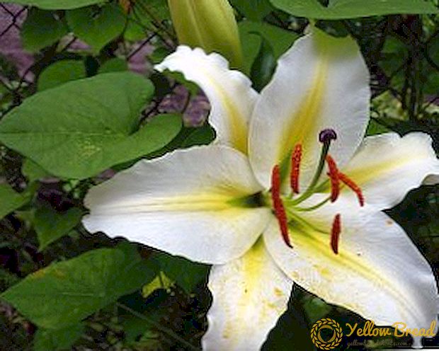 Warum Blätter gelb werden, wie man die Lilie vor Krankheiten und Schädlingen schützt