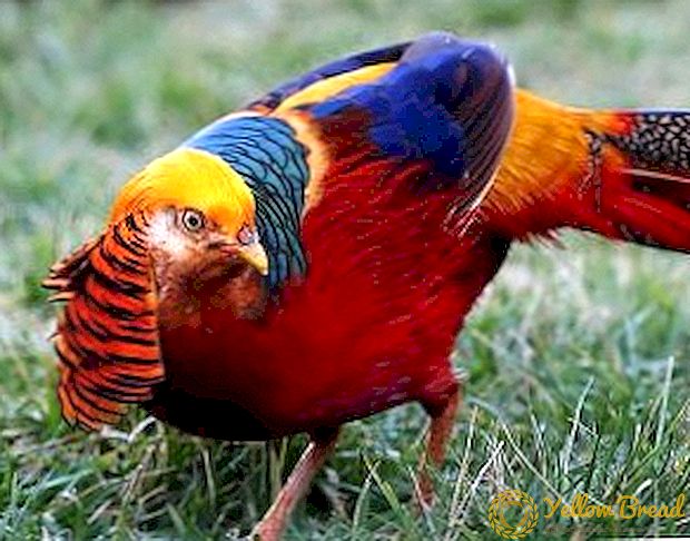 Golden pheasant at home: how to breed and how to feed