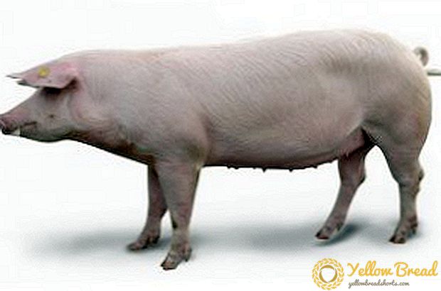 Alles über die Zucht von Landrasse-Schweinen