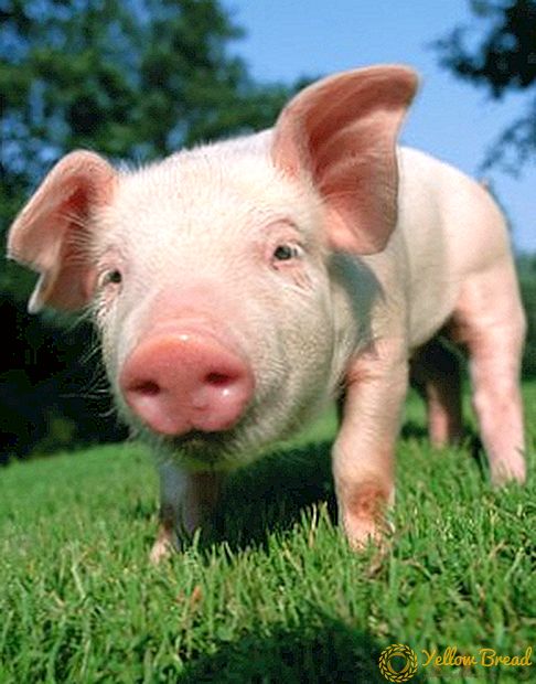 Колибактериоза на свињите: патоген, вакцинација, патолошко-анатомски промени, третман