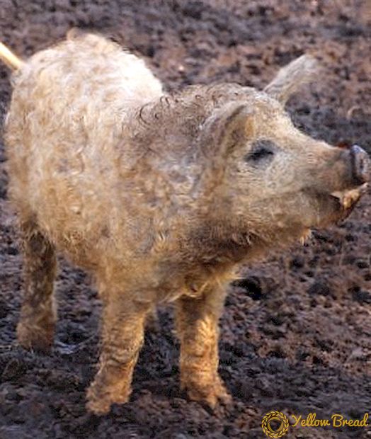 ميزات تربية الخنازير تولد mangalitsa الهنغارية