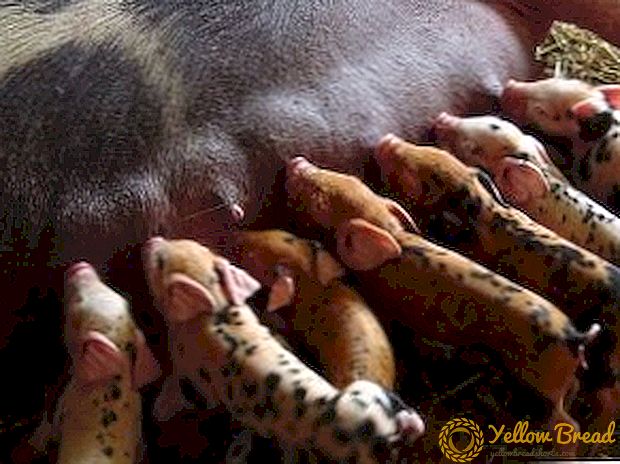 Feeding piglets suckers: basic principles and rules