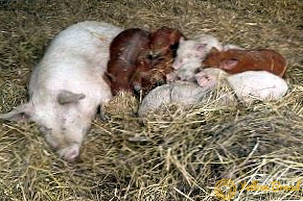 Bagaimana cara mengatur pemberian makan induk babi yang sedang hamil?