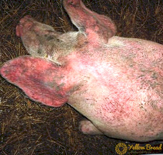 Schweine Erysipel: Beschreibung, Symptome und Behandlung der Krankheit
