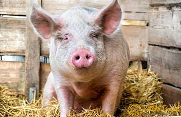 Apa itu cysticercosis babi?