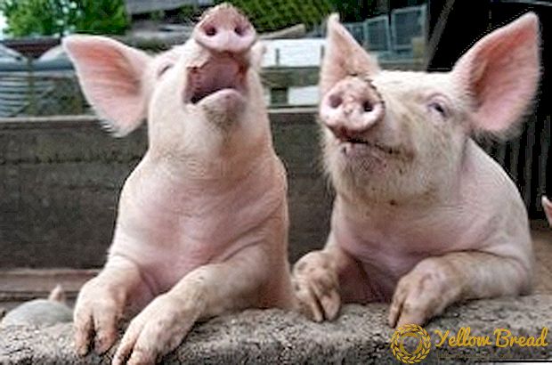 Paglalarawan ng proseso ng mga butchering pigs