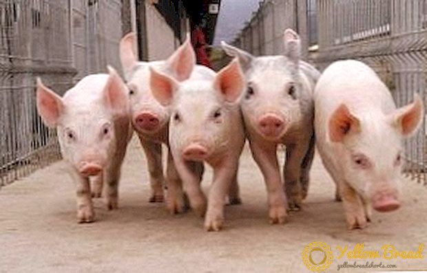 Wie funktioniert der Prozess der Schlachtung von Schweinen?