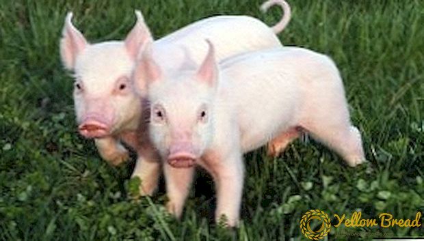 Mengapa kita perlu pengebirian babi?