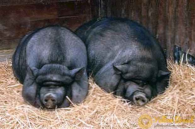 Breeding of Vietnamese visually bog pigs