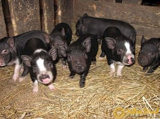 Fleisch-fettige Schweine: eine Beschreibung der Merkmale der Mirgorod-Rasse