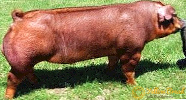 תכונות של חזירים Duroc לגדל: אנחנו עושים גידול חזיר פשוט וברור