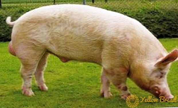 Голема бела свиња - предок на сите раси