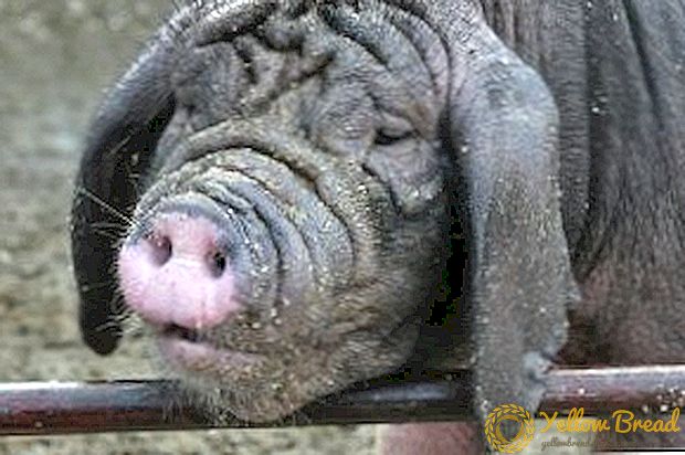 خوک ها در سراسر جهان ویتنامی