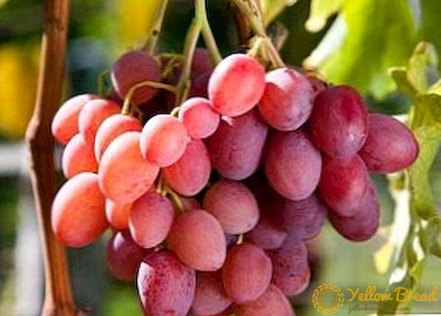 Roze druiven: beschrijvingen van populaire variëteiten, tips over verzorging en planten