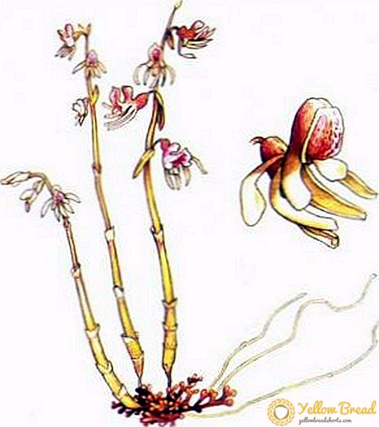 Blattloser Akkord: Eine Pflanze aus dem Roten Buch
