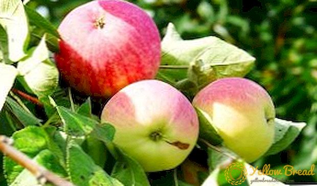 Bagaimana untuk menanam pokok apel 