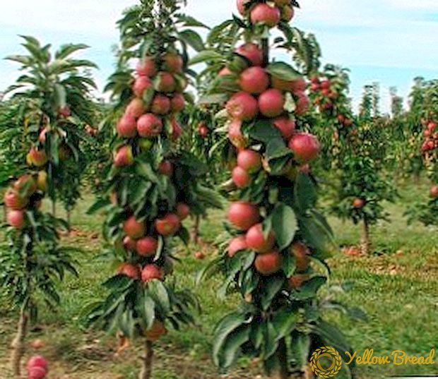 Како да растете колоново јаболко во неговата градина