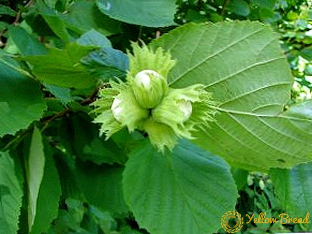 Plantera hasselnötter i trädgården: vård och odling
